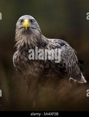 Adult white-tailed eagle portrait Stock Photo