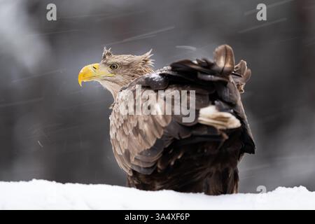 White-tailed eagle on snow in the forest scenery Stock Photo