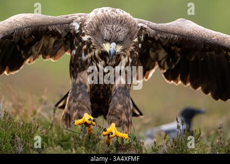 Eagle landing with forest background Stock Photo