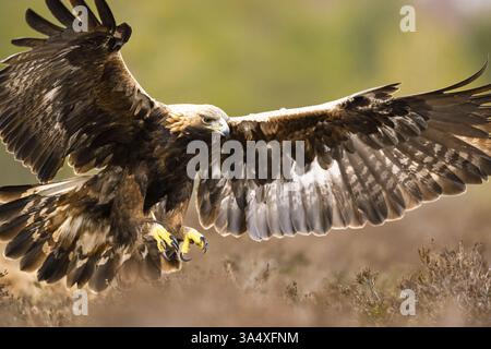 Golden eagle landing with forest background Stock Photo