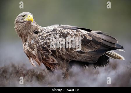 Adult white-tailed eagle in the morning Stock Photo