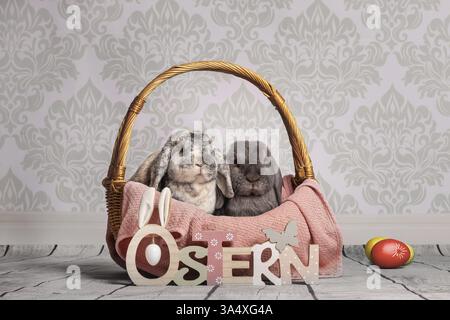 lop-eared bunny Stock Photo