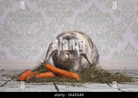 lop-eared bunny Stock Photo