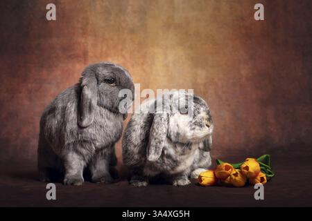 lop-eared bunny Stock Photo