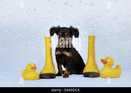 Russian Toy Terrier Stock Photo