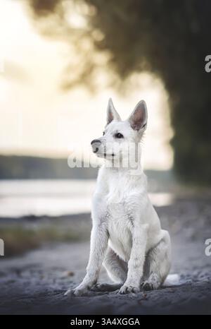 Berger Blanc Suisse Stock Photo