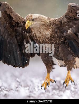 White-tailed eagle closeup in landing, visible claws Stock Photo