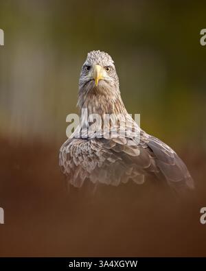 Majestic eagle portrait in the bog scenery Stock Photo