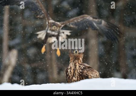 eagle with flying eagle on the background Stock Photo