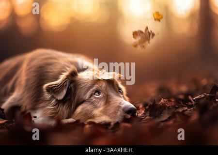 Australian Shepherd Stock Photo