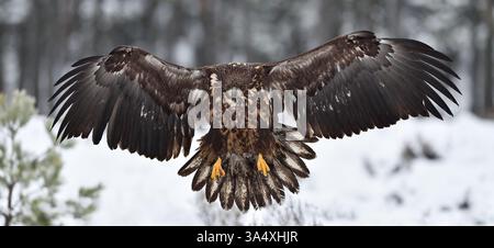 white-tailed eagle landing in winter Stock Photo