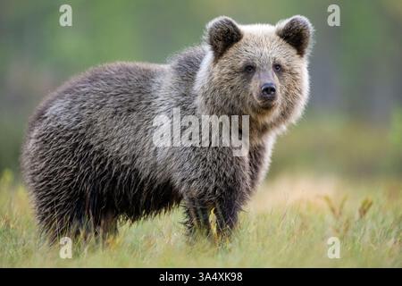 Brown bear cub in the autumn scenery Stock Photo