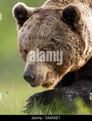Brown bear closeup portrait, old bear Stock Photo