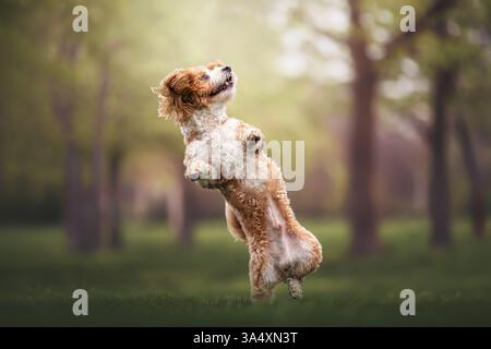 Havanese Stock Photo