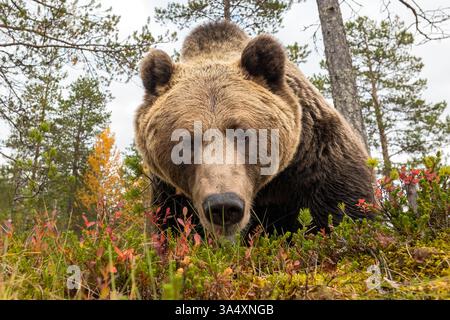 brown bear closeup in autumn scenery Stock Photo