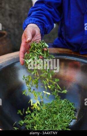Spring Chunfen (250320) -- HANGZHOU, March 20, 2025 (Xinhua) -- This photo taken on ...