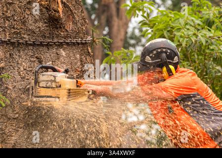 The trunk of a large Hoop Pine tree is chained and cut with a chainsaw. The tree was deemed unsafe after damage from a sudden wind storm. Stock Photo