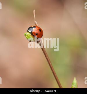 Close-up of a seven-spot ladybug (Coccinella septempunctata) perched on a budding twig in a natural setting Stock Photo