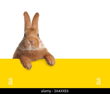 Cute fluffy rabbit peeking out from yellow paper on white background Stock Photo