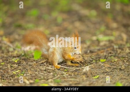 european squirrel Stock Photo