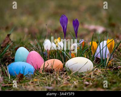 Easter eggs painted in different colors lying in the grass against the background of blooming crocuses. background wallpaper, spring theme and the wor Stock Photo