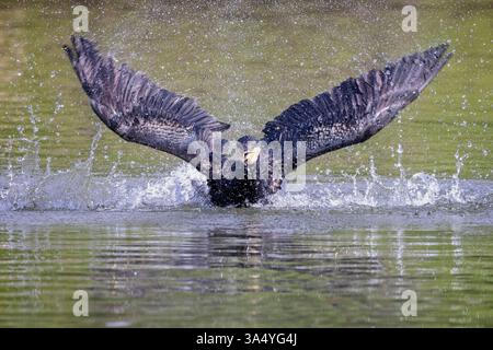 Cormorant on lake surface flapping wings in cloud of water droplets in Wiltshire, UK on 19 March 2025 Stock Photo