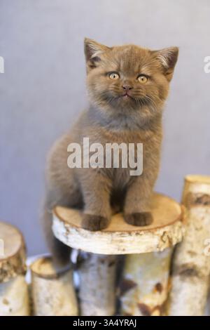 British Shorthair Kitten Stock Photo