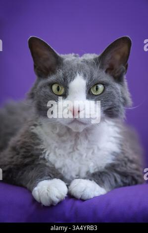 Devon Rex Stock Photo