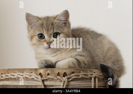 British Shorthair Kitten Stock Photo