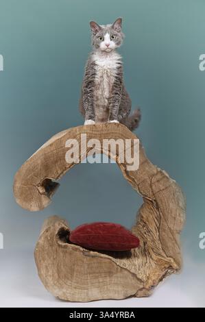 Devon Rex Stock Photo