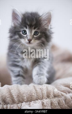 Norwegian Forest Cat Kitten Stock Photo