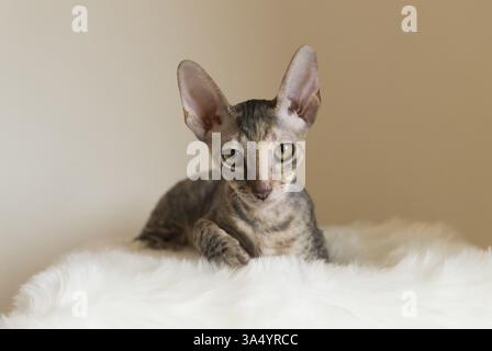 Cornish Rex kitten Stock Photo