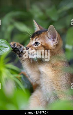 Abyssinian kitten Stock Photo