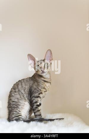 Cornish Rex kitten Stock Photo