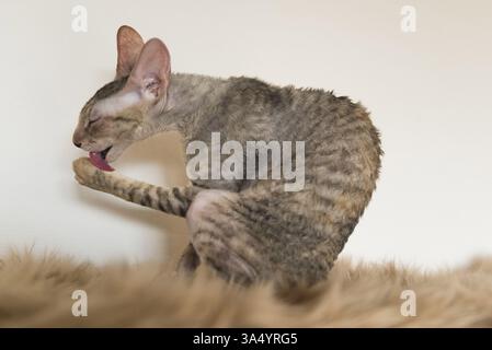 Cornish Rex kitten Stock Photo