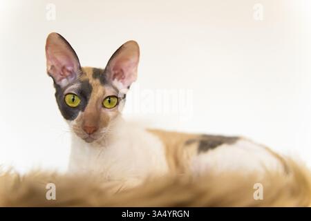 Cornish Rex Stock Photo