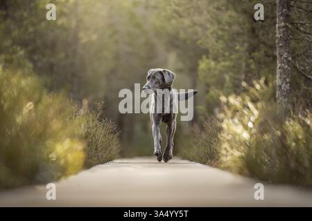 Labrador Retriever Stock Photo