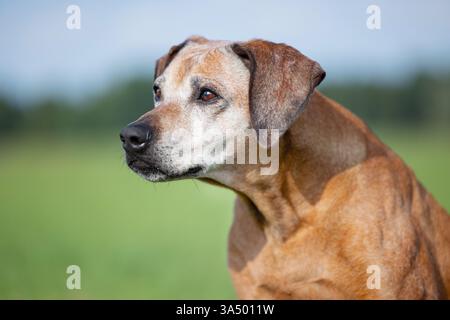 Rhodesian Ridgeback Senior Stock Photo - Alamy
