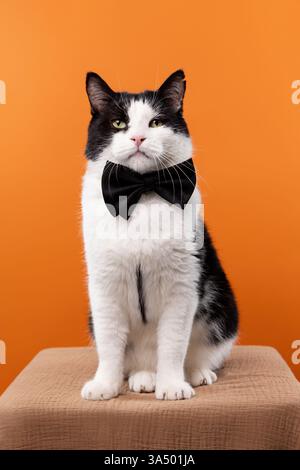 A playful black and white cat wearing a stylish black bow tie stands on its hind legs, reaching out with its paws against a vibrant orange background. Stock Photo