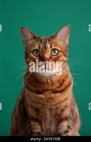 A stunning Bengal cat with a golden-brown coat and green eyes sits against a deep green background, gazing curiously with a regal expression. Stock Photo