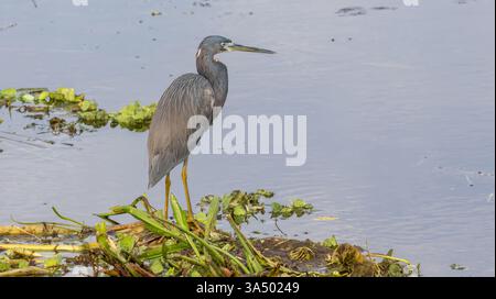 Little Blue Heron Standing on  Floating Vegetation in a Calm Wetland Marsh near Waters Edge Hunting Stalking Striking Pose Stock Photo