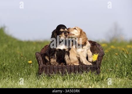 English Cocker Spaniel Puppy Stock Photo