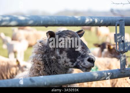 Close up front view of a sheep with its head close up to a metal farm gate with other sheep in the background Stock Photo