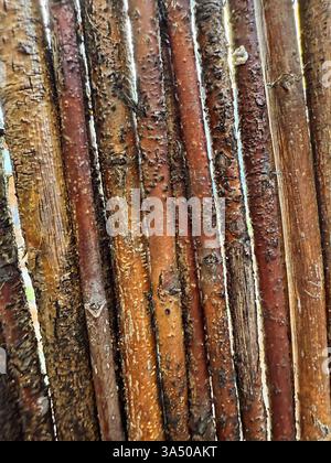Close-up photography of vertical wooden sticks showing raw natural texture, perfect for organic design projects. Wood fibers and patterns Stock Photo