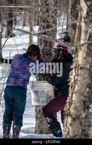 Under the canopy of a wintery forest, two young individuals engage in the art of collecting maple sap. With snow blanketing the ground, they carefully Stock Photo