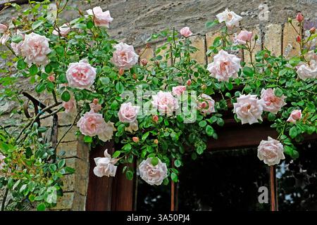 New Dawn pale pink climbing rose in bloom with roses growing over the top of a door frame in June garden Carmarthenshire Wales UK  KATHY DEWITT Stock Photo