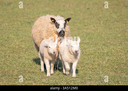 Close front view of a mother sheep (ewe) with obvious identification tags clipped to her ears walking behind two young lambs in springtime sunshine. Stock Photo