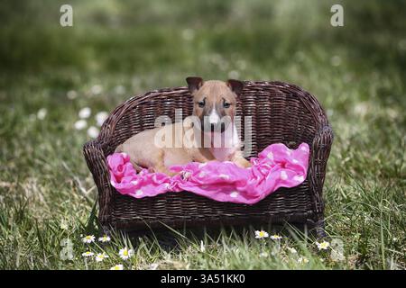 Miniature Bull Terrier Puppy Stock Photo