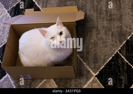 A fluffy white cat with heterochromia, one yellow eye and one blue eye, comfortably sitting inside a cardboard box. Stock Photo
