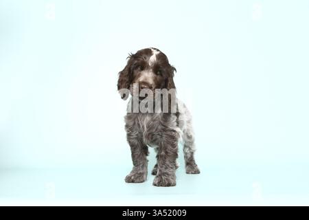 English Cocker Spaniel Puppy Stock Photo